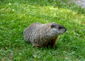 Omega Groundhog